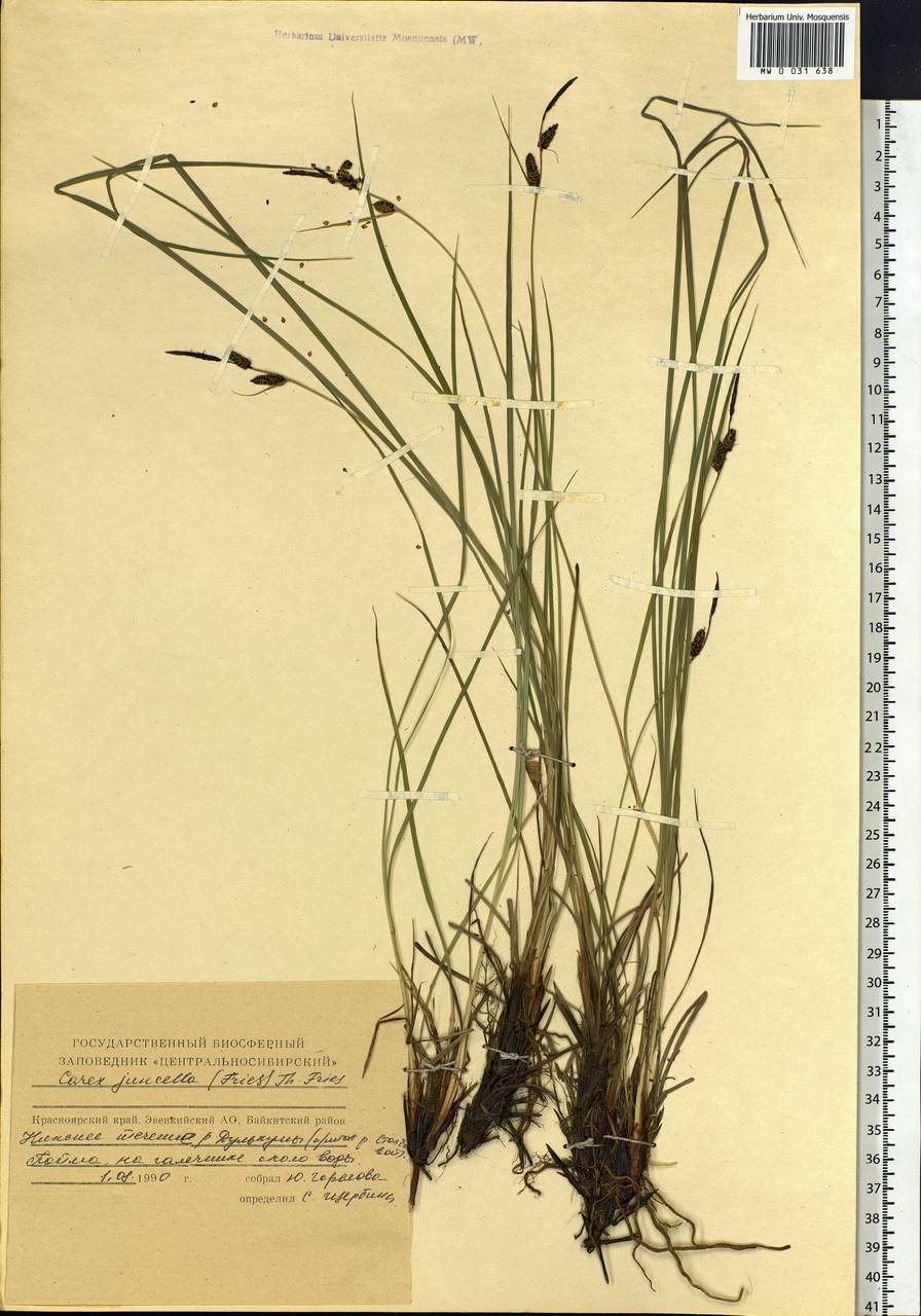 Carex nigra subsp. juncea (Fr.) Soó, Siberia, Central Siberia (S3) (Russia)