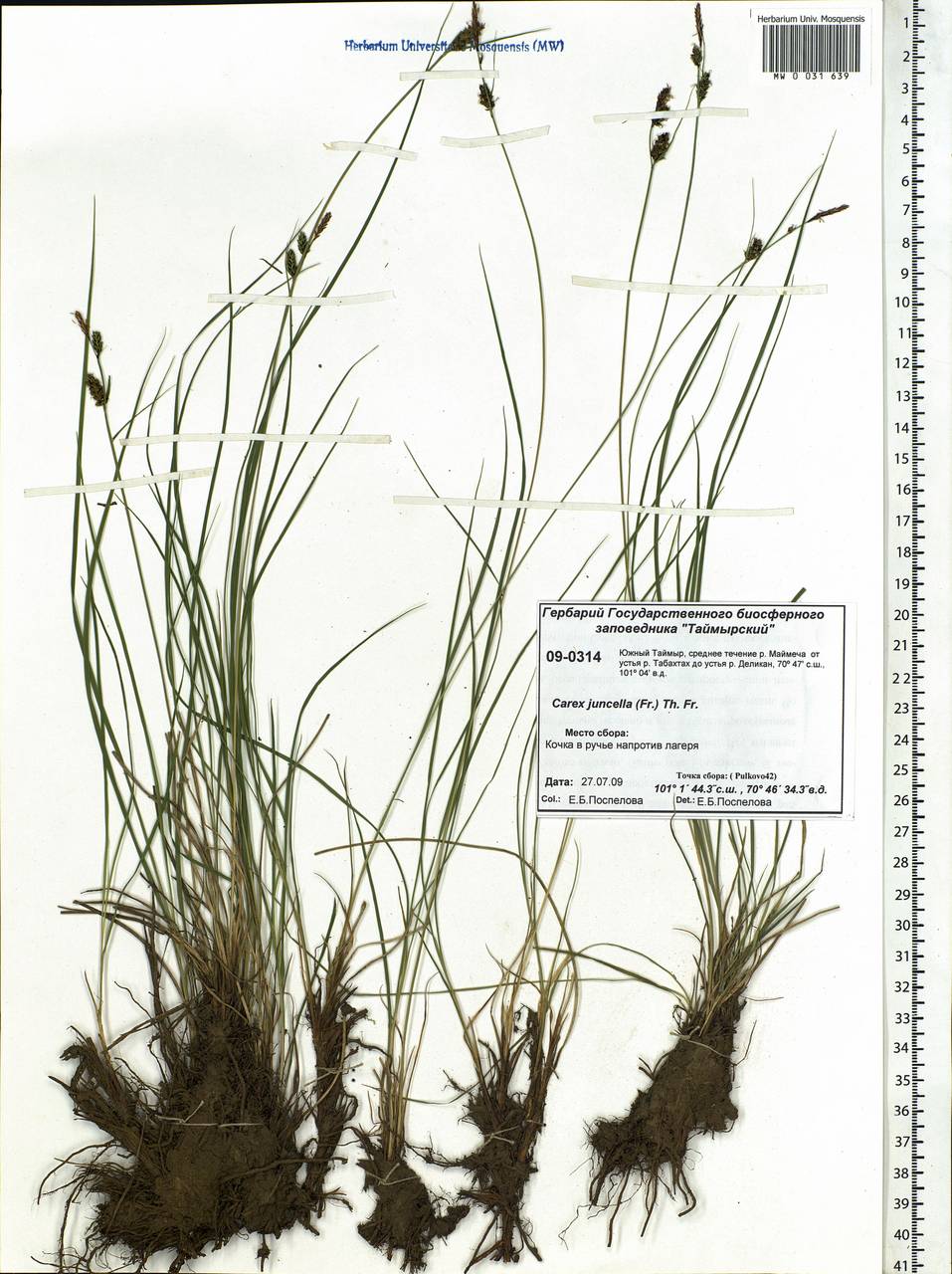Carex nigra subsp. juncea (Fr.) Soó, Siberia, Central Siberia (S3) (Russia)