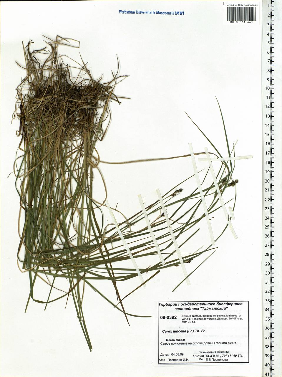 Carex nigra subsp. juncea (Fr.) Soó, Siberia, Central Siberia (S3) (Russia)