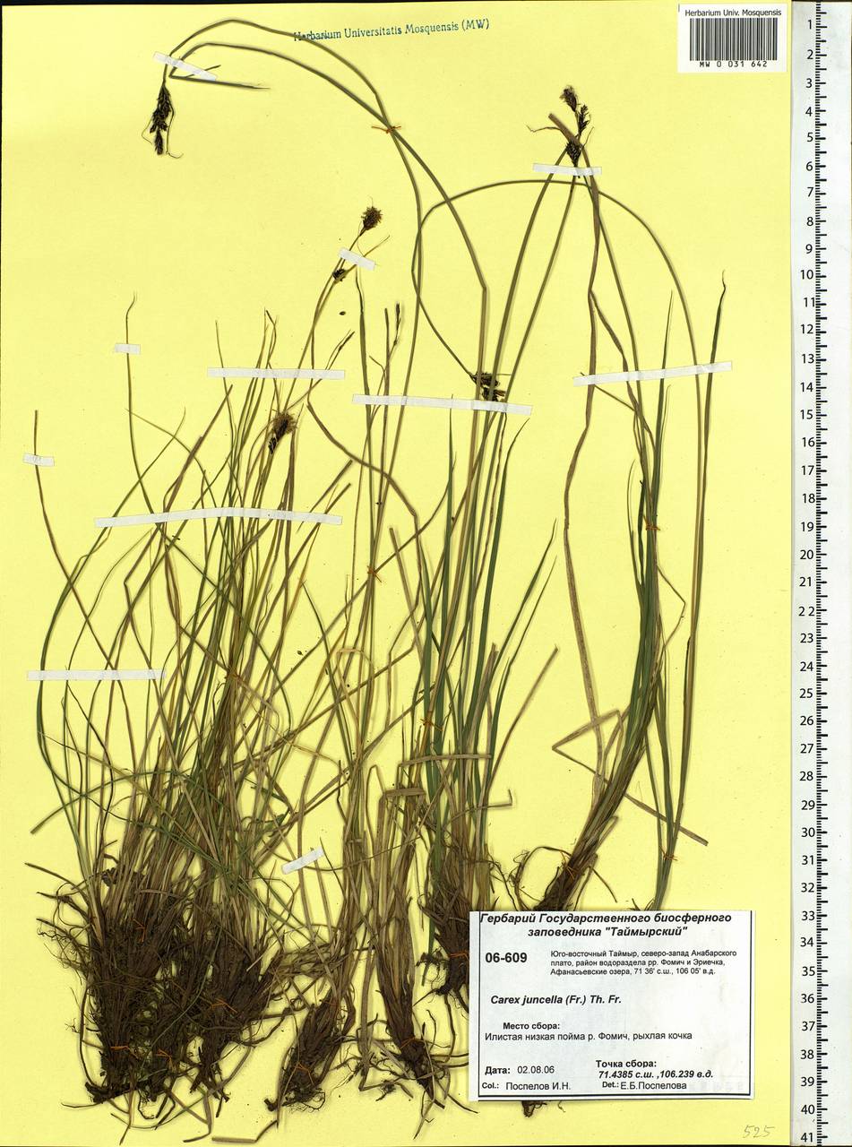 Carex nigra subsp. juncea (Fr.) Soó, Siberia, Central Siberia (S3) (Russia)