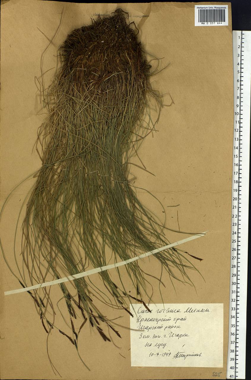 Carex nigra subsp. juncea (Fr.) Soó, Siberia, Central Siberia (S3) (Russia)