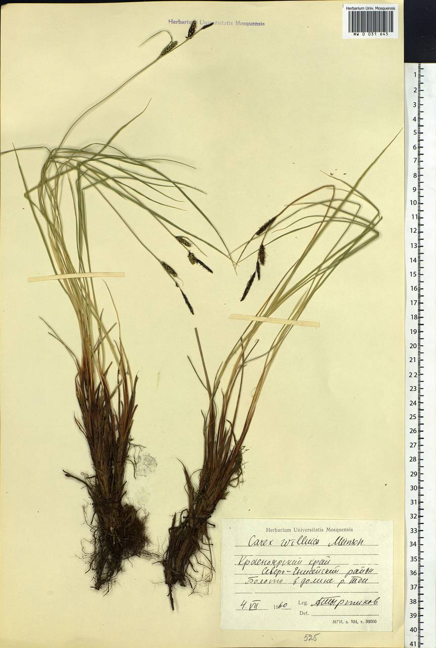 Carex nigra subsp. juncea (Fr.) Soó, Siberia, Central Siberia (S3) (Russia)