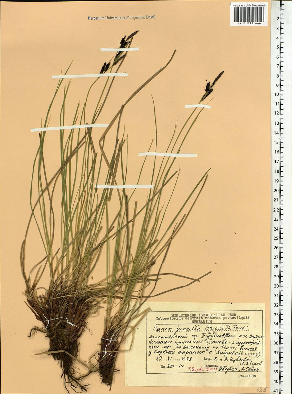 Carex nigra subsp. juncea (Fr.) Soó, Siberia, Central Siberia (S3) (Russia)