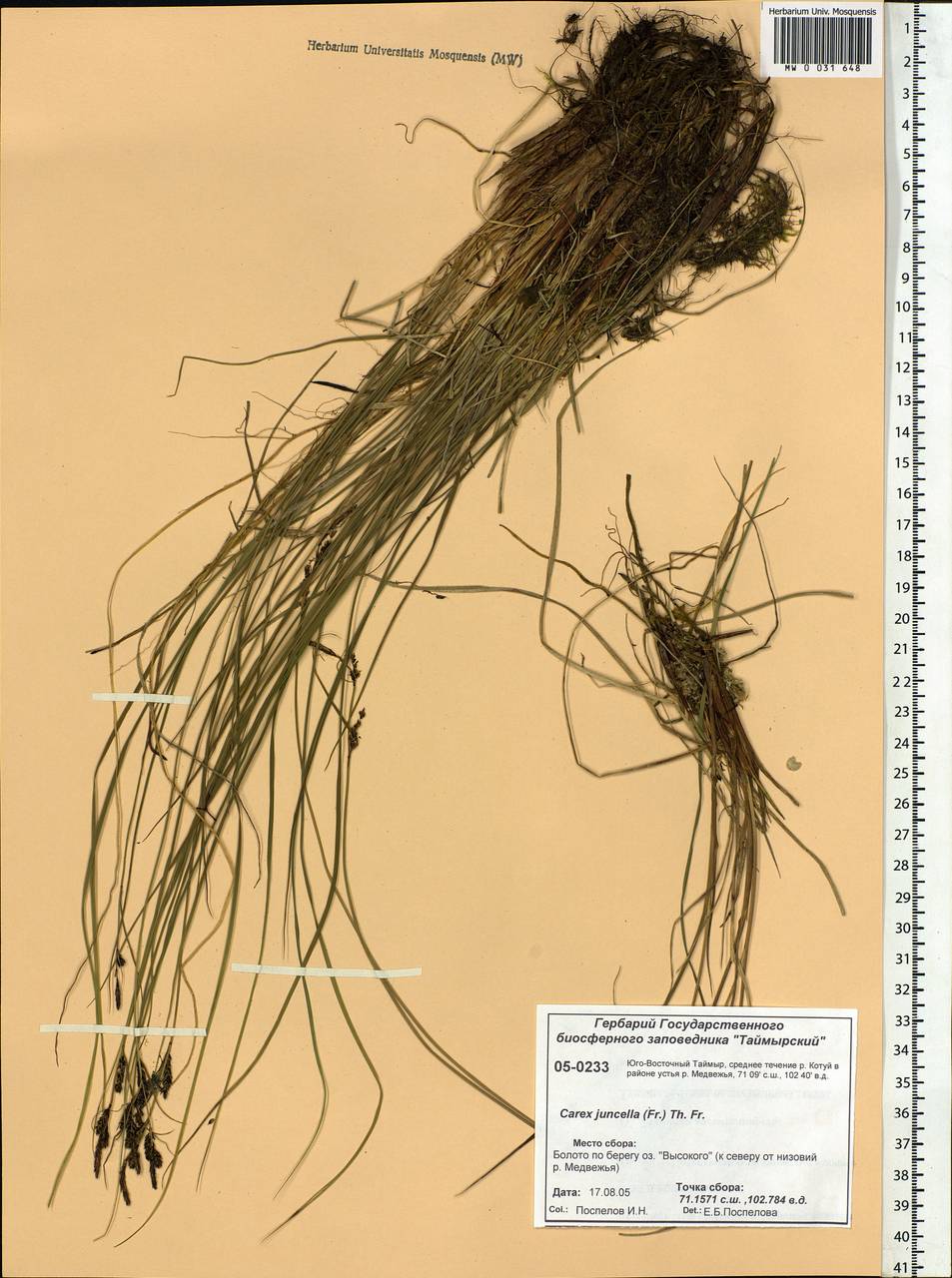 Carex nigra subsp. juncea (Fr.) Soó, Siberia, Central Siberia (S3) (Russia)