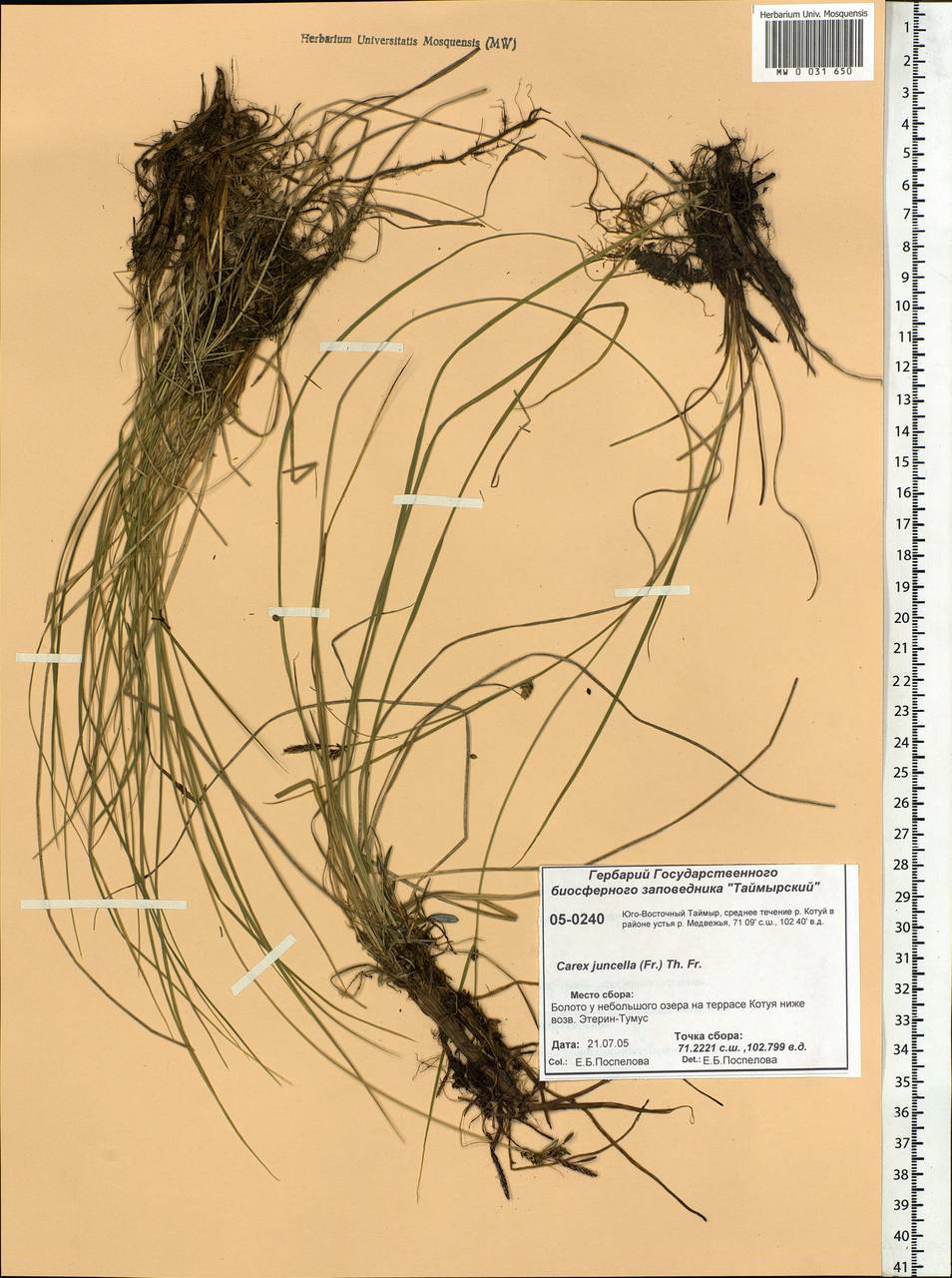 Carex nigra subsp. juncea (Fr.) Soó, Siberia, Central Siberia (S3) (Russia)