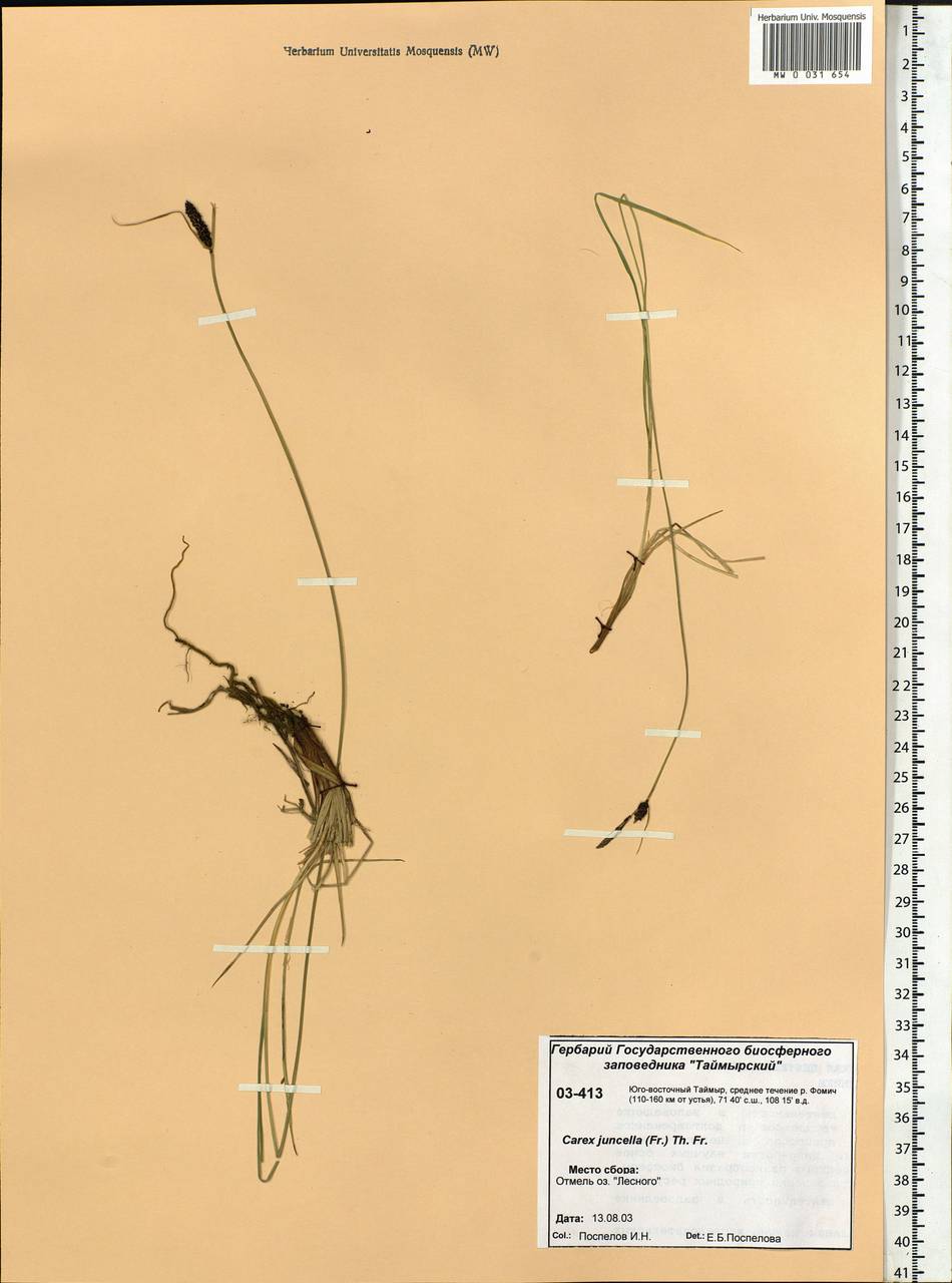 Carex nigra subsp. juncea (Fr.) Soó, Siberia, Central Siberia (S3) (Russia)