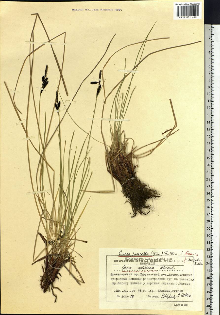 Carex nigra subsp. juncea (Fr.) Soó, Siberia, Central Siberia (S3) (Russia)