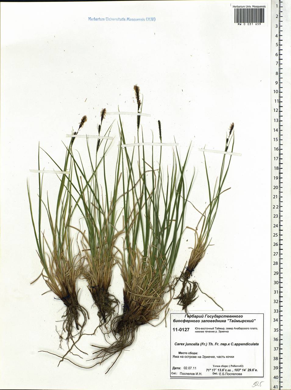 Carex nigra subsp. juncea (Fr.) Soó, Siberia, Central Siberia (S3) (Russia)