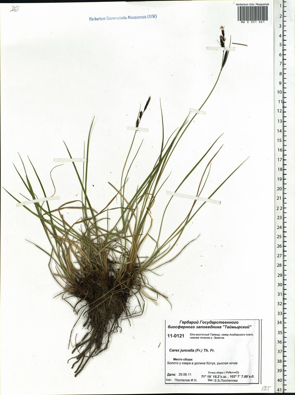 Carex nigra subsp. juncea (Fr.) Soó, Siberia, Central Siberia (S3) (Russia)