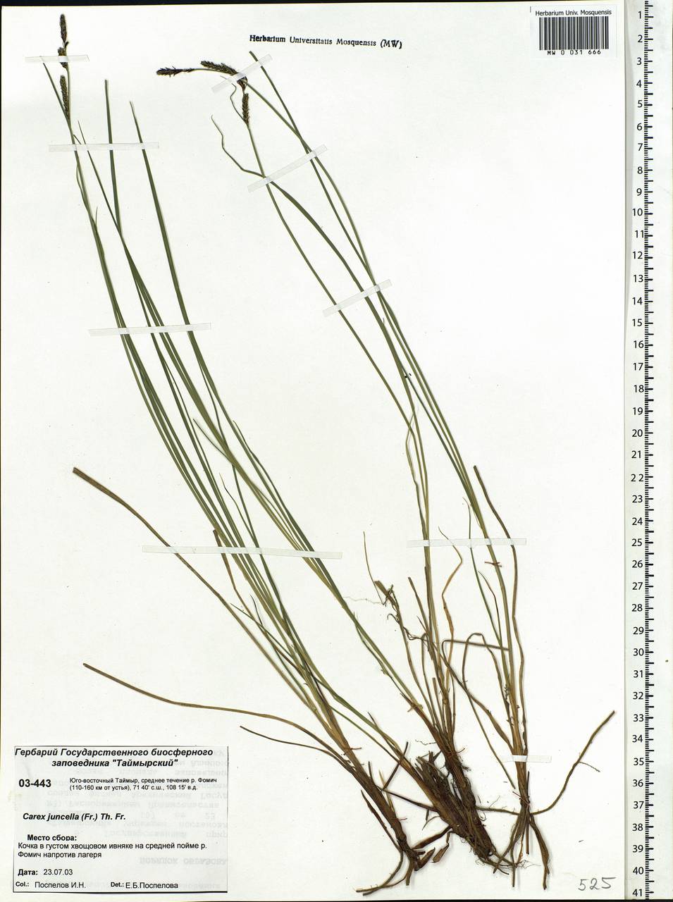 Carex nigra subsp. juncea (Fr.) Soó, Siberia, Central Siberia (S3) (Russia)