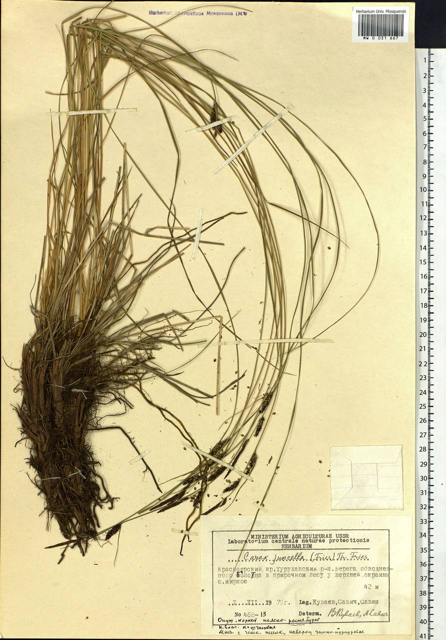 Carex nigra subsp. juncea (Fr.) Soó, Siberia, Central Siberia (S3) (Russia)