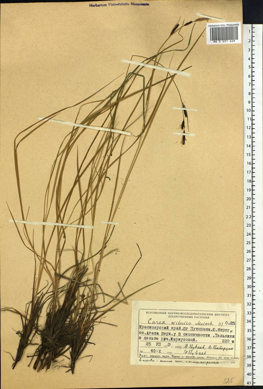 Carex nigra subsp. juncea (Fr.) Soó, Siberia, Central Siberia (S3) (Russia)