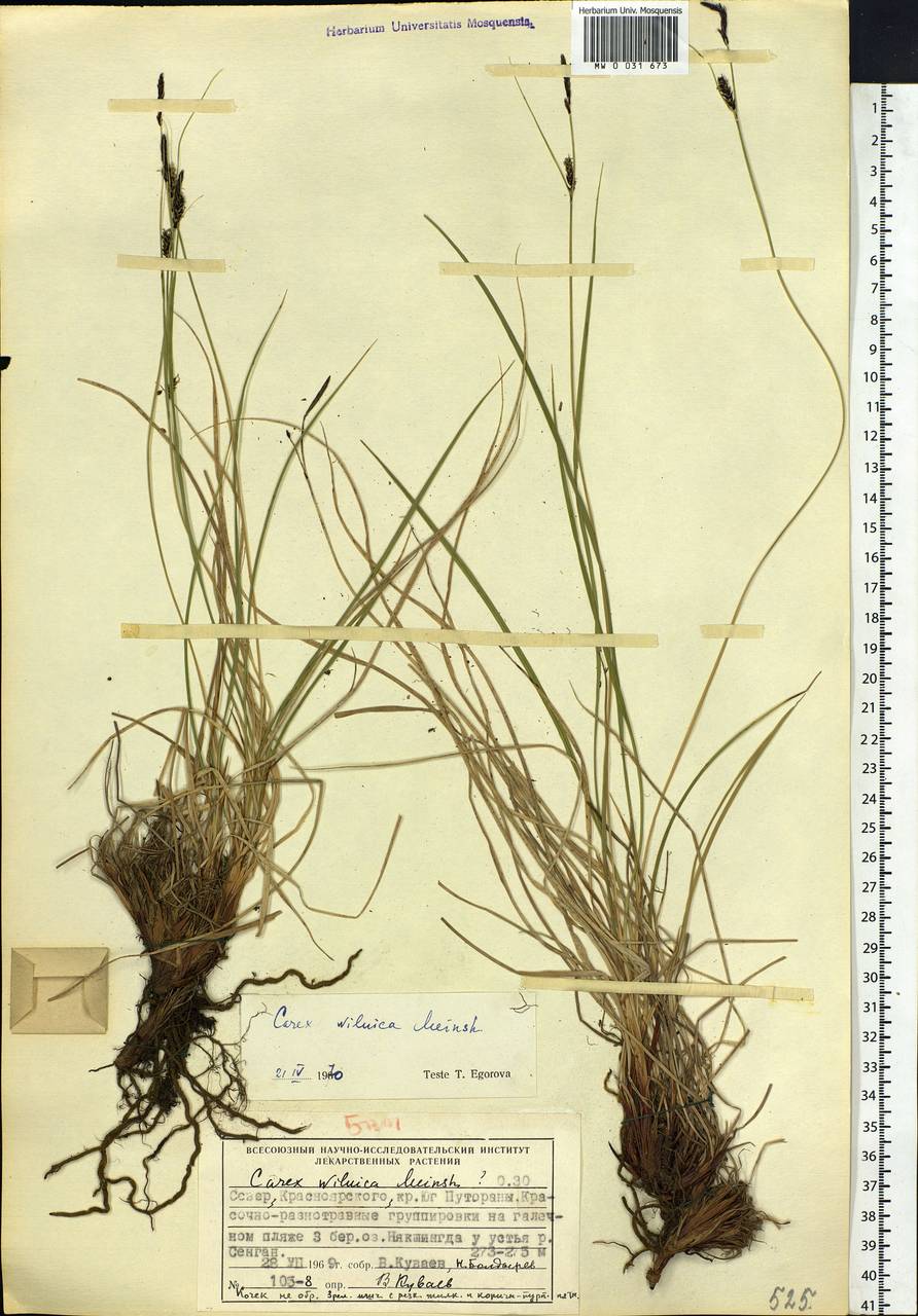 Carex nigra subsp. juncea (Fr.) Soó, Siberia, Central Siberia (S3) (Russia)