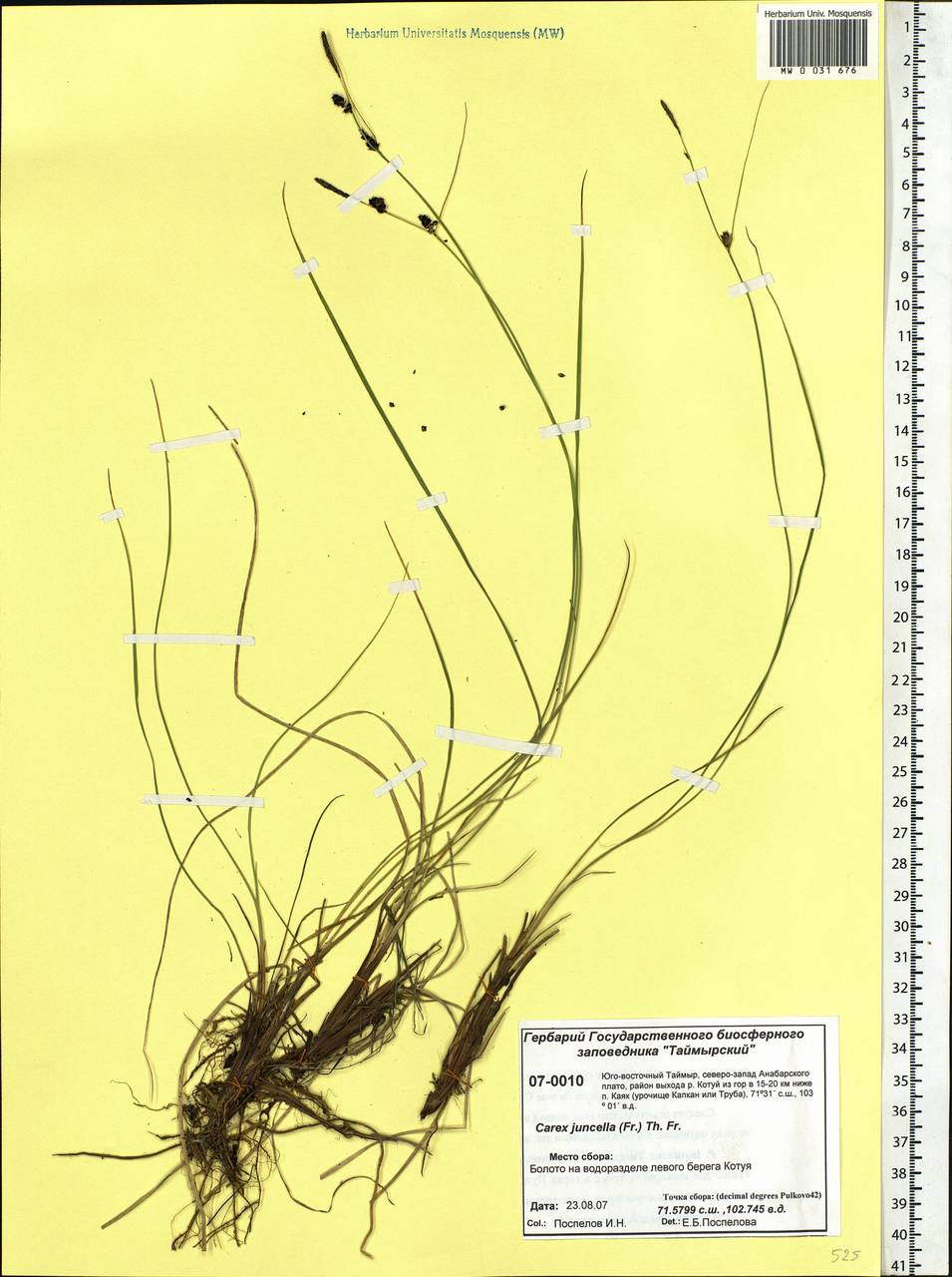Carex nigra subsp. juncea (Fr.) Soó, Siberia, Central Siberia (S3) (Russia)