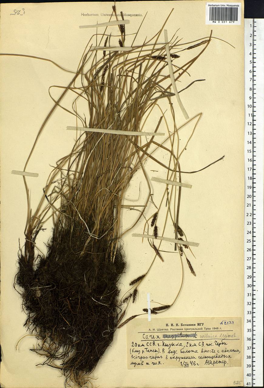 Carex nigra subsp. juncea (Fr.) Soó, Siberia, Altai & Sayany Mountains (S2) (Russia)