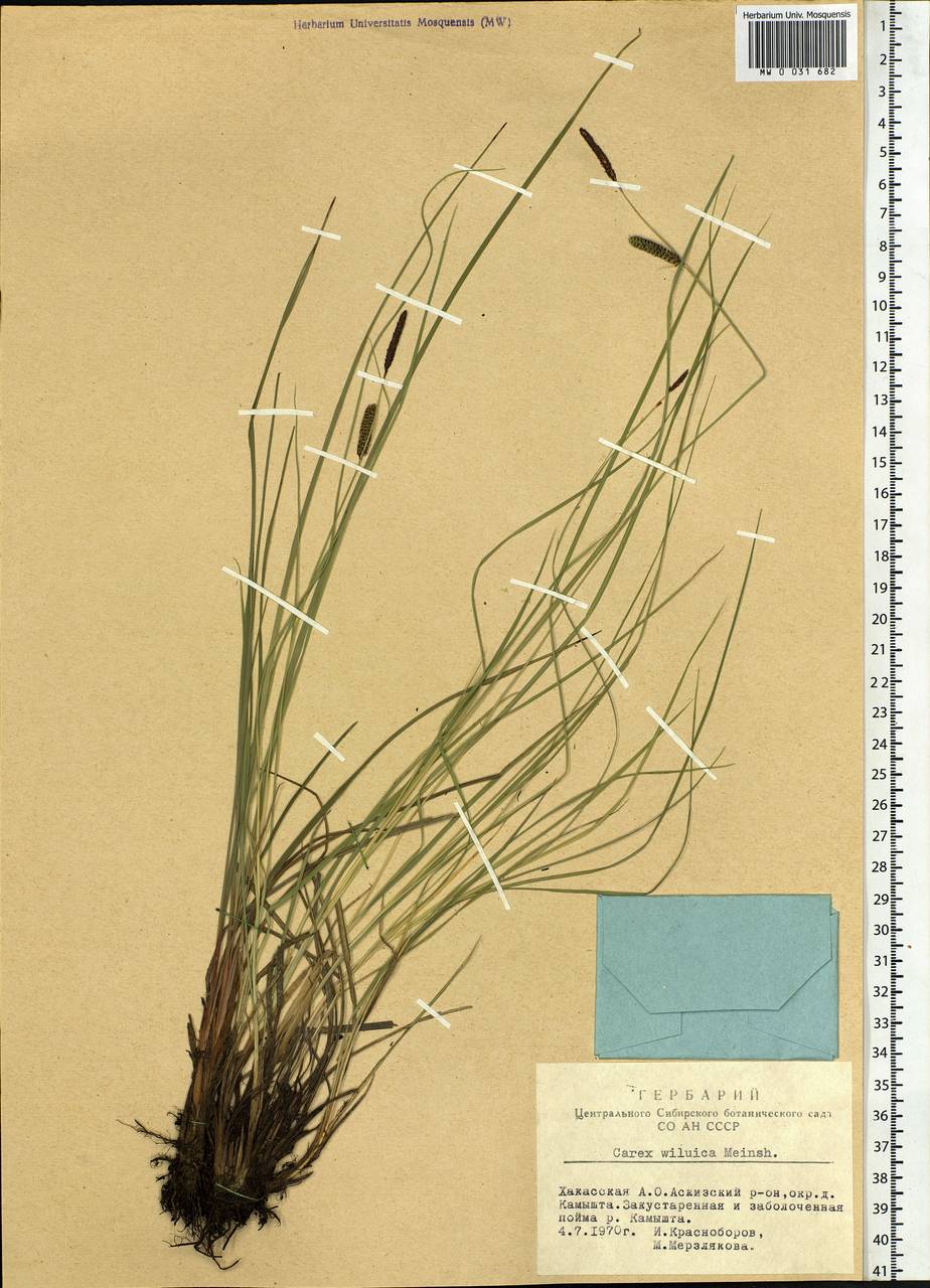 Carex nigra subsp. juncea (Fr.) Soó, Siberia, Altai & Sayany Mountains (S2) (Russia)