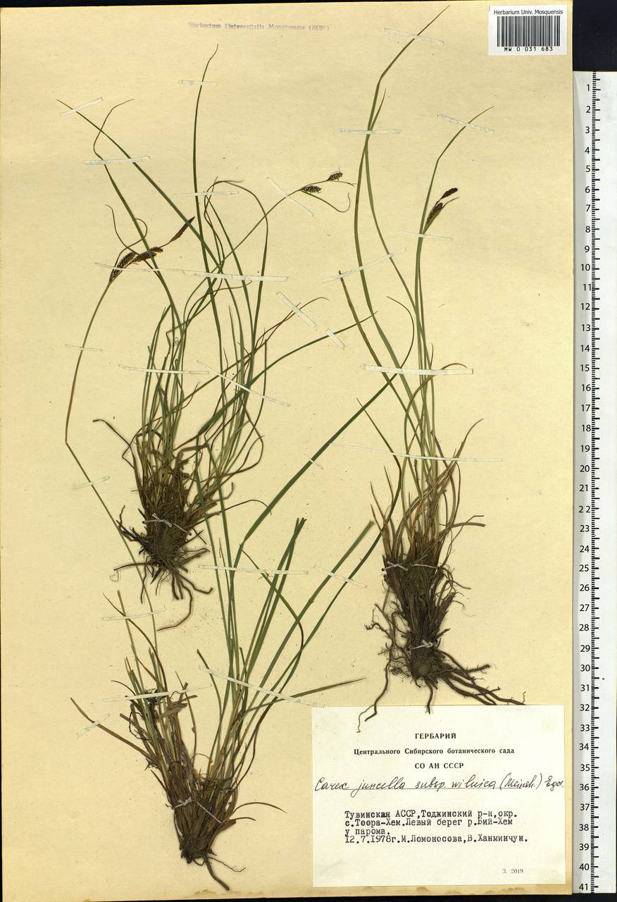 Carex nigra subsp. juncea (Fr.) Soó, Siberia, Altai & Sayany Mountains (S2) (Russia)