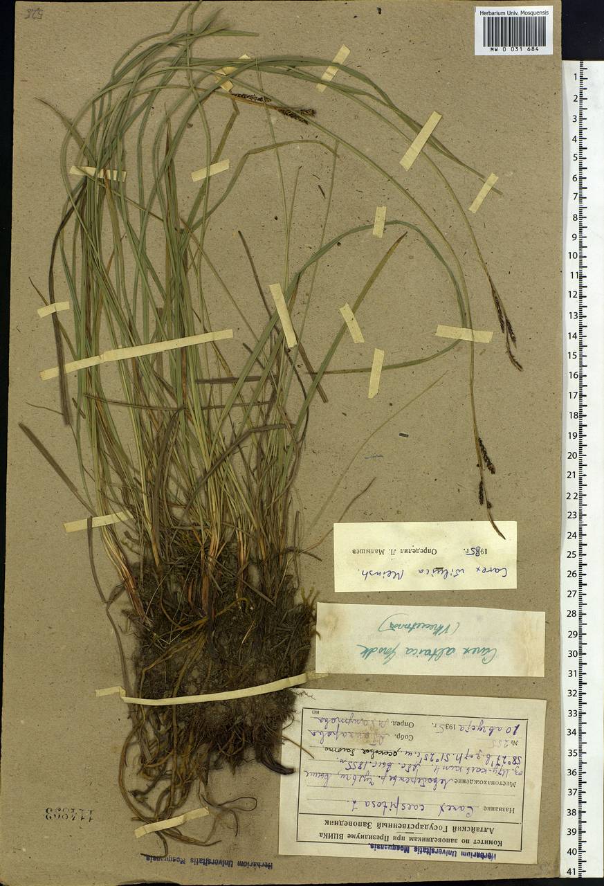 Carex nigra subsp. juncea (Fr.) Soó, Siberia, Altai & Sayany Mountains (S2) (Russia)