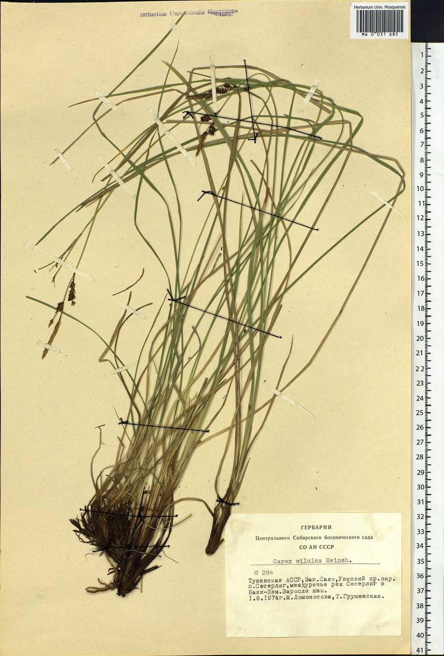 Carex nigra subsp. juncea (Fr.) Soó, Siberia, Altai & Sayany Mountains (S2) (Russia)