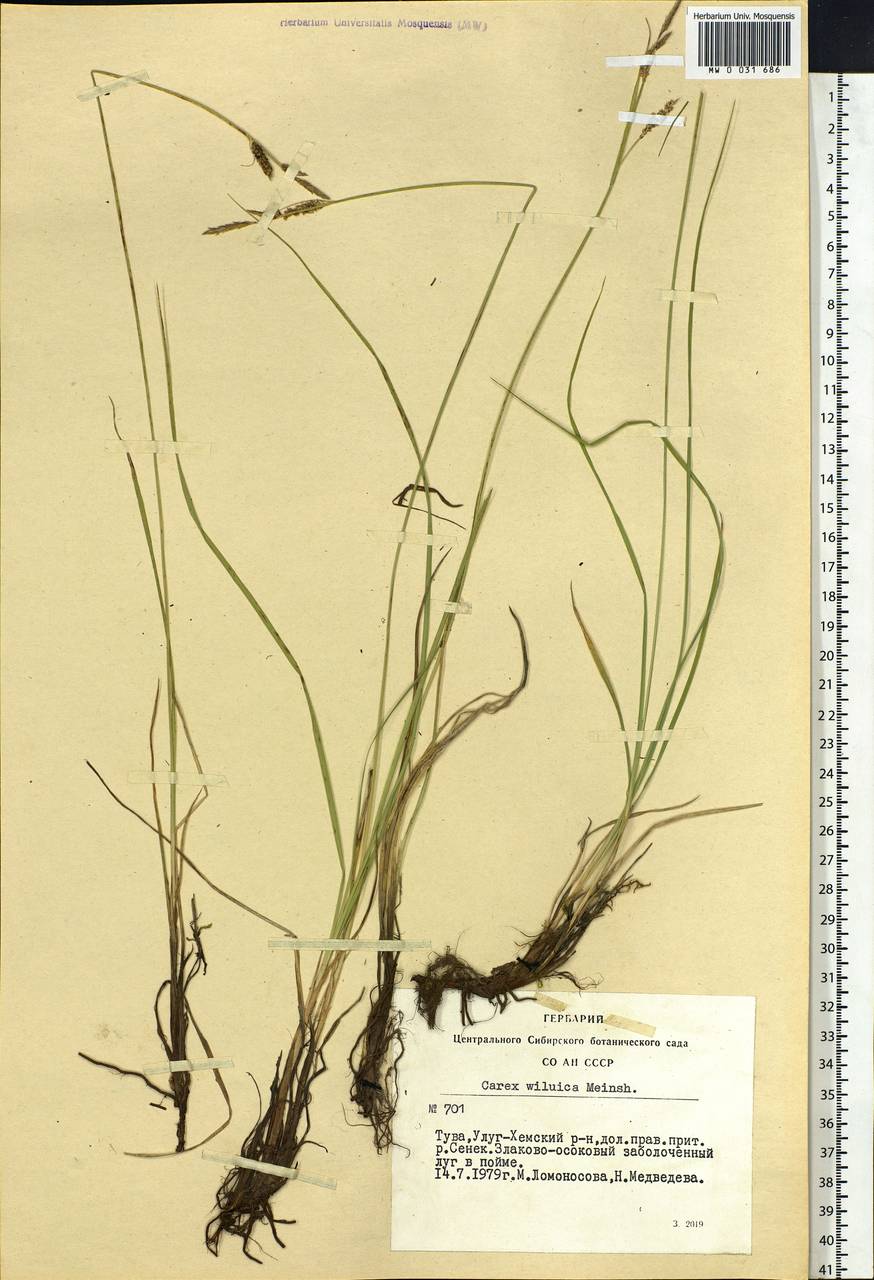 Carex nigra subsp. juncea (Fr.) Soó, Siberia, Altai & Sayany Mountains (S2) (Russia)