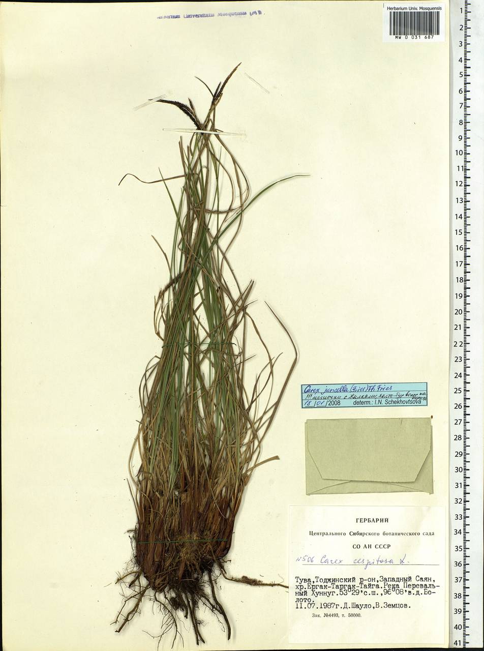 Carex nigra subsp. juncea (Fr.) Soó, Siberia, Altai & Sayany Mountains (S2) (Russia)