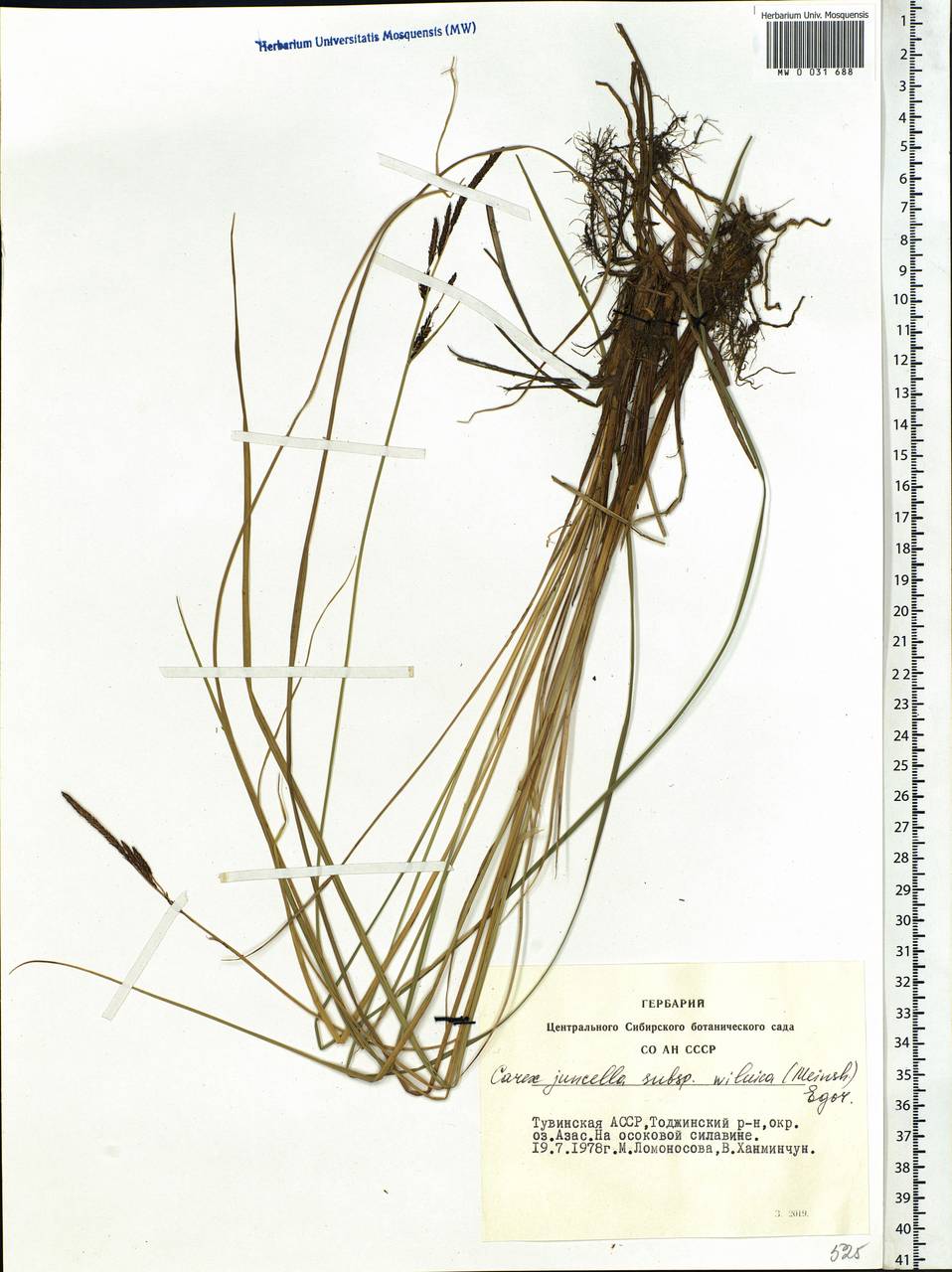 Carex nigra subsp. juncea (Fr.) Soó, Siberia, Altai & Sayany Mountains (S2) (Russia)