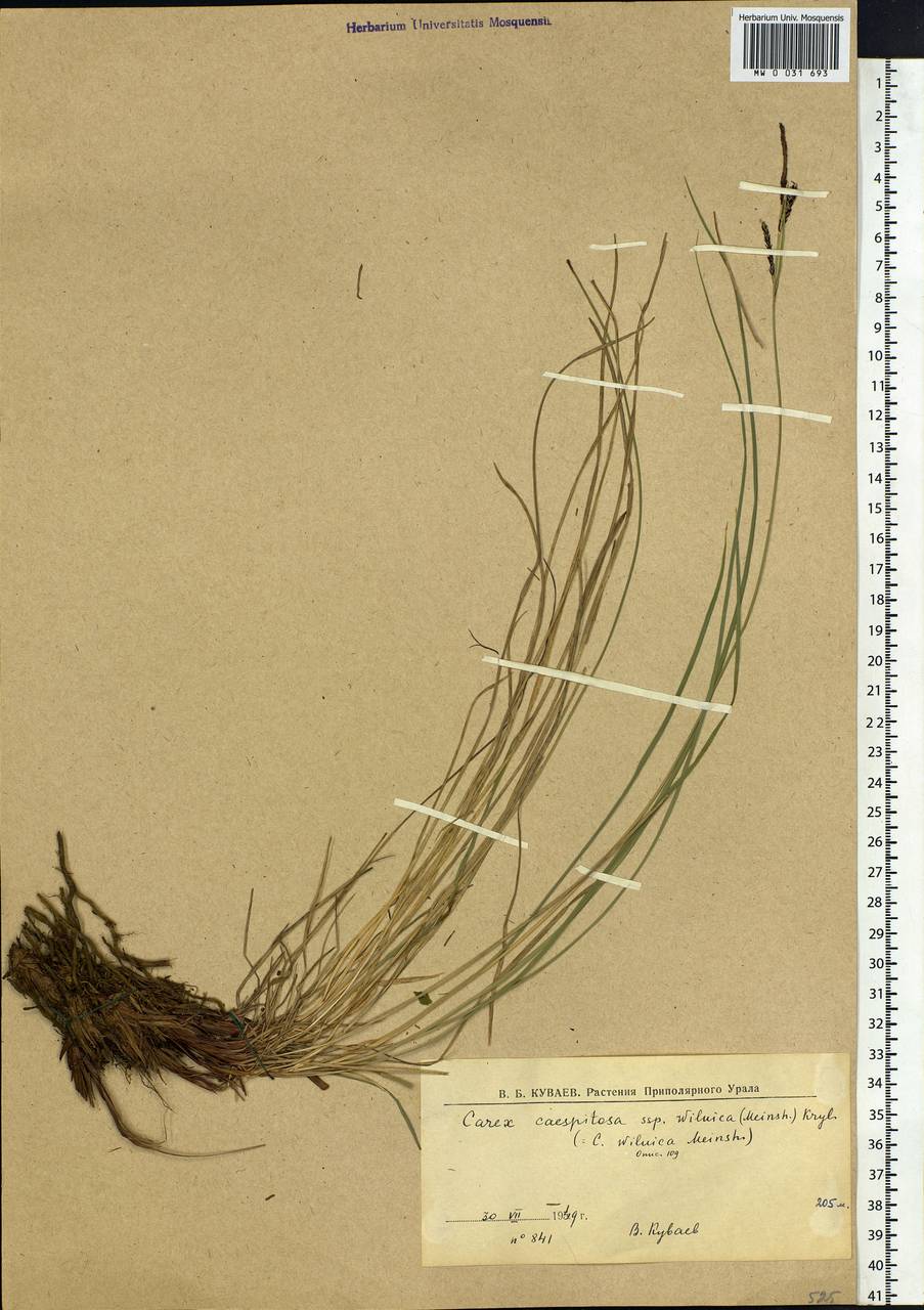 Carex nigra subsp. juncea (Fr.) Soó, Siberia, Western Siberia (S1) (Russia)