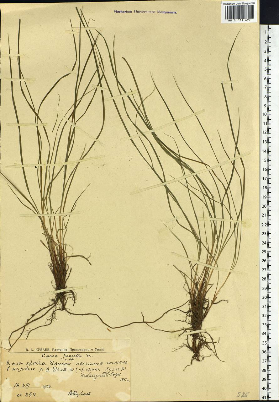 Carex nigra subsp. juncea (Fr.) Soó, Siberia, Western Siberia (S1) (Russia)