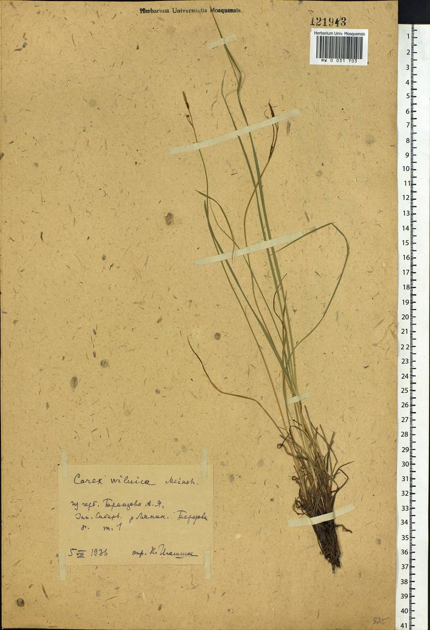 Carex nigra subsp. juncea (Fr.) Soó, Siberia, Western Siberia (S1) (Russia)