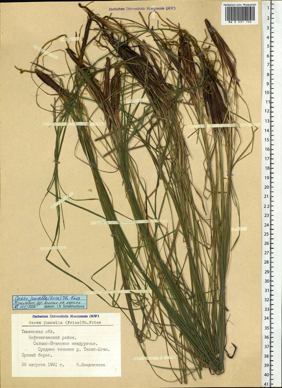 Carex nigra subsp. juncea (Fr.) Soó, Siberia, Western Siberia (S1) (Russia)
