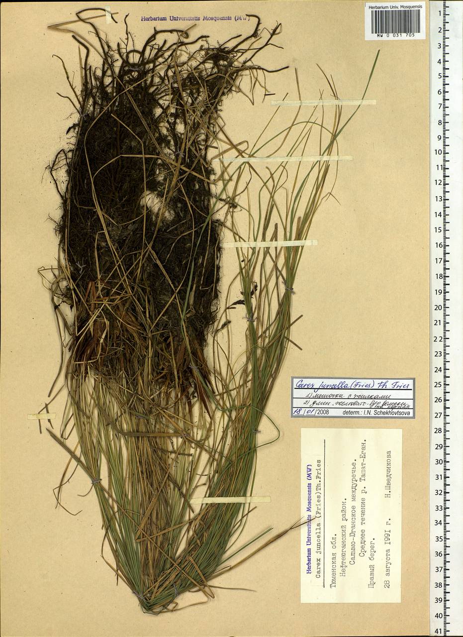Carex nigra subsp. juncea (Fr.) Soó, Siberia, Western Siberia (S1) (Russia)