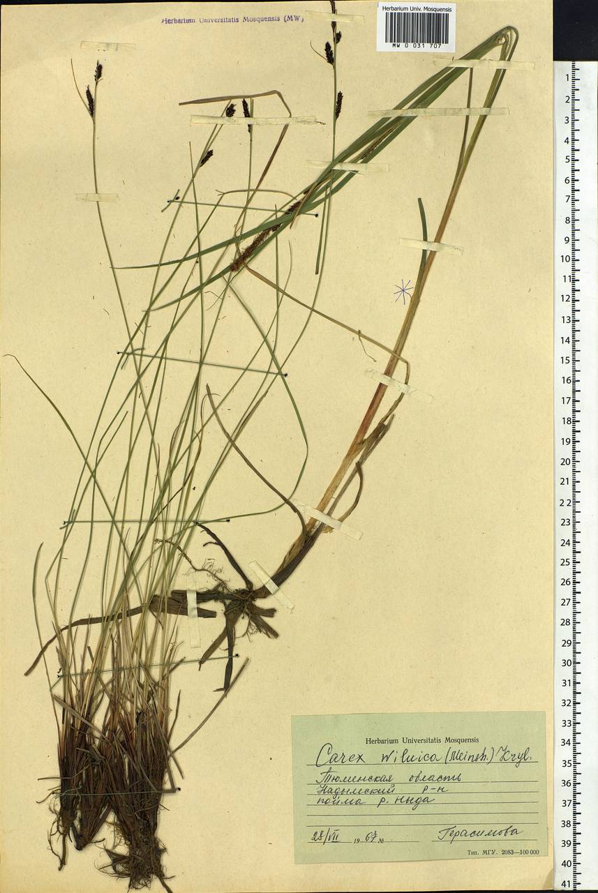 Carex nigra subsp. juncea (Fr.) Soó, Siberia, Western Siberia (S1) (Russia)