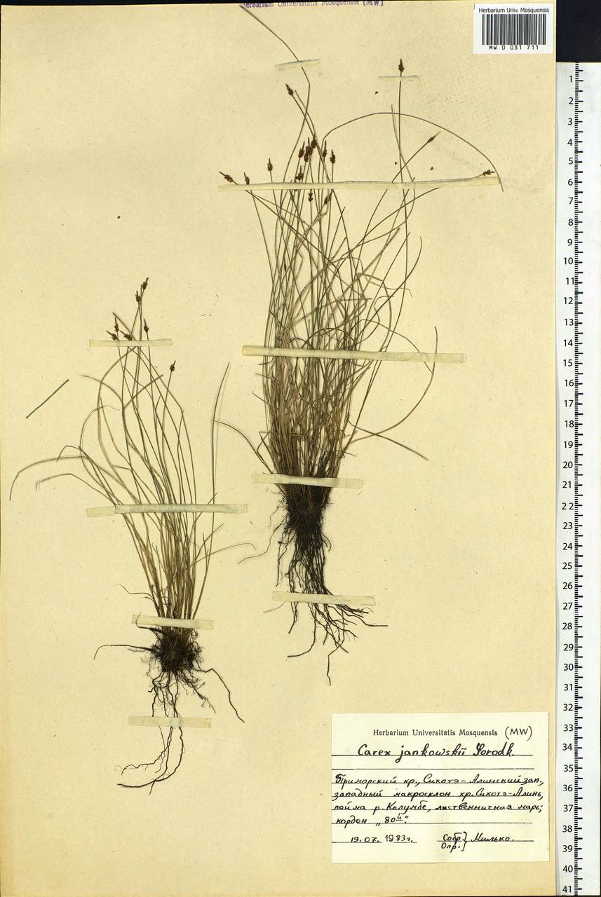 Carex jankowskii Gorodkov, Siberia, Russian Far East (S6) (Russia)