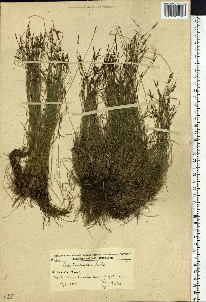 Carex jankowskii Gorodkov, Siberia, Russian Far East (S6) (Russia)