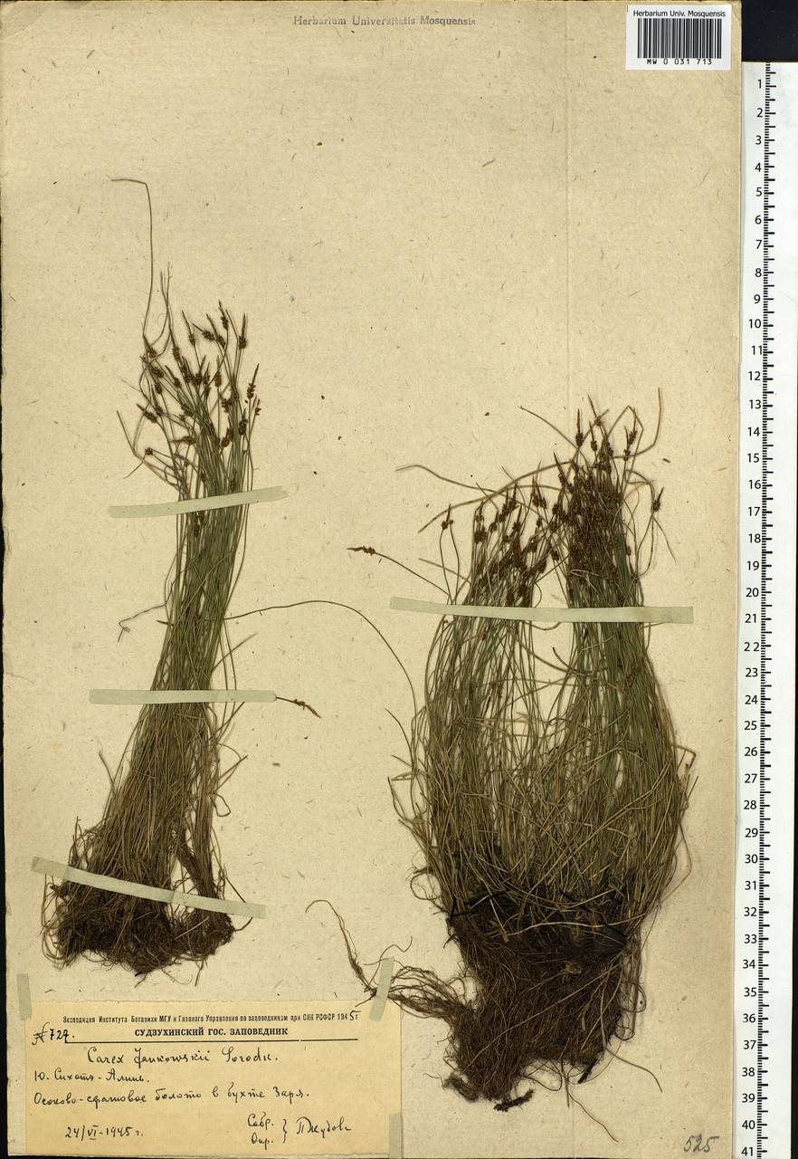 Carex jankowskii Gorodkov, Siberia, Russian Far East (S6) (Russia)