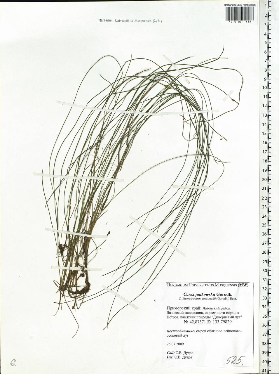 Carex jankowskii Gorodkov, Siberia, Russian Far East (S6) (Russia)