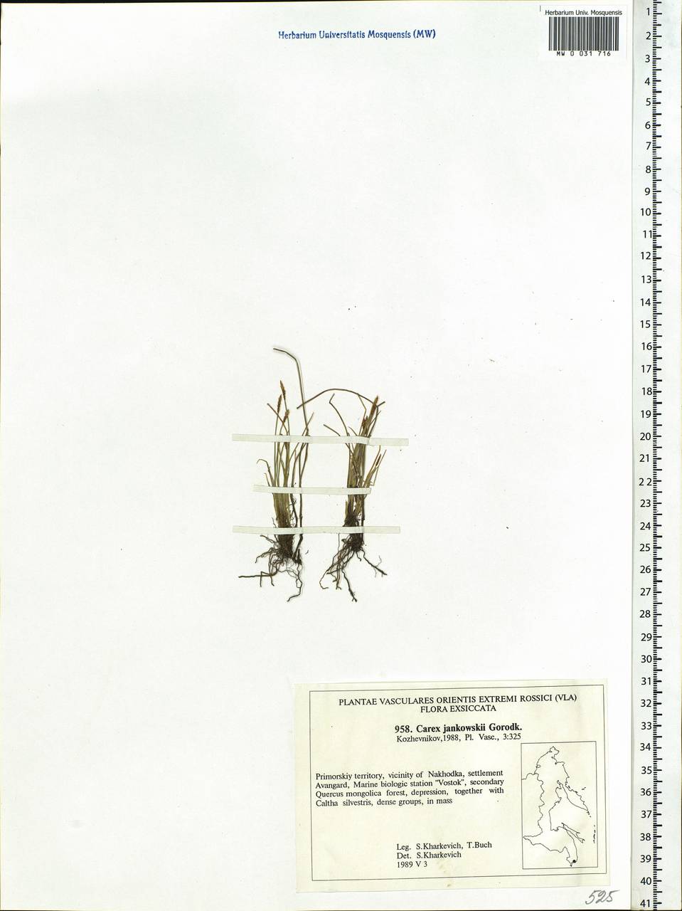 Carex jankowskii Gorodkov, Siberia, Russian Far East (S6) (Russia)