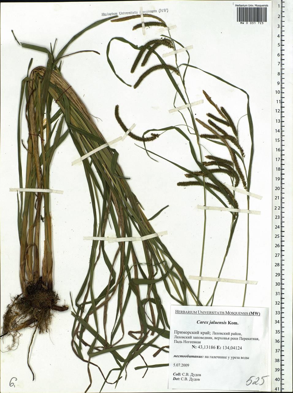 Carex jaluensis Kom., Siberia, Russian Far East (S6) (Russia)