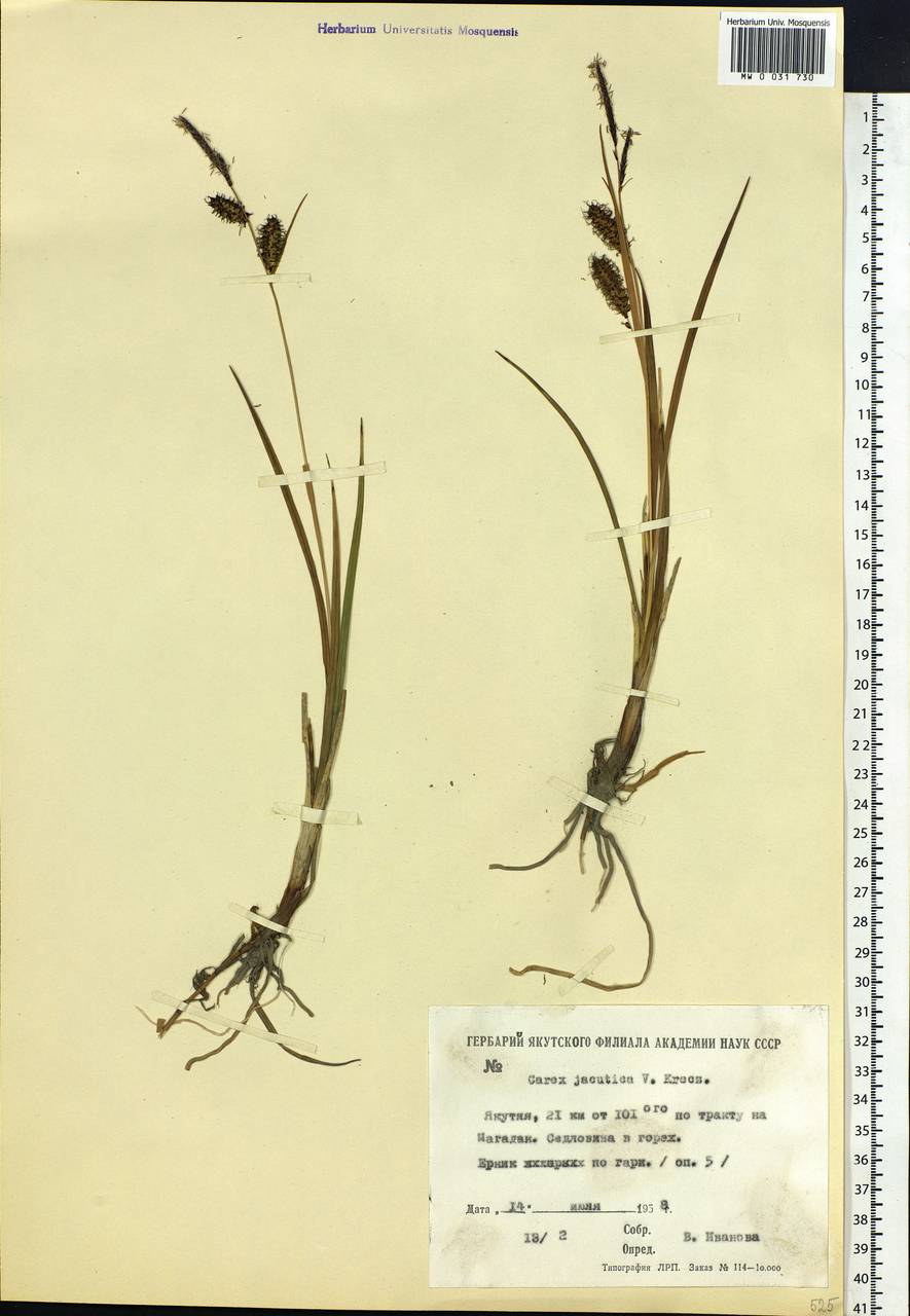 Carex jacutica V.I.Krecz., Siberia, Yakutia (S5) (Russia)