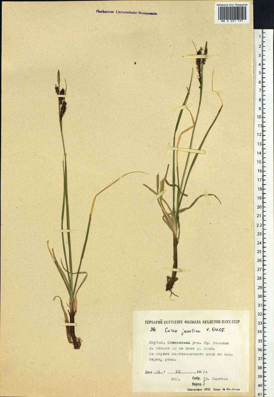 Carex jacutica V.I.Krecz., Siberia, Yakutia (S5) (Russia)