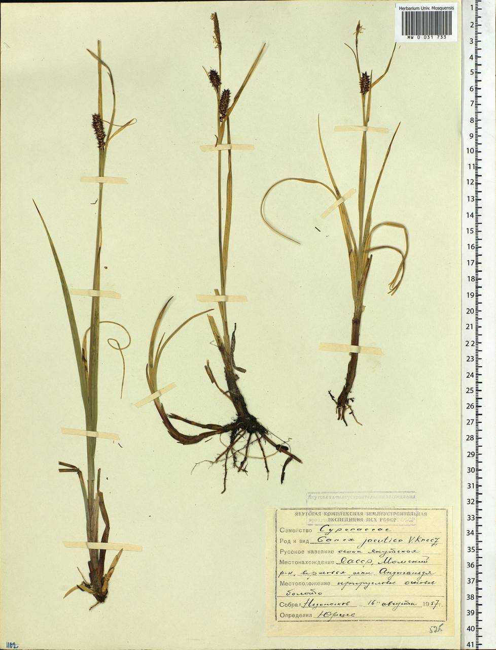 Carex jacutica V.I.Krecz., Siberia, Yakutia (S5) (Russia)