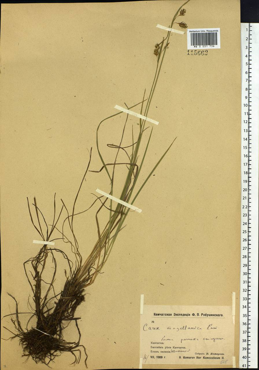 Carex magellanica subsp. irrigua (Wahlenb.) Hiitonen, Siberia, Chukotka & Kamchatka (S7) (Russia)