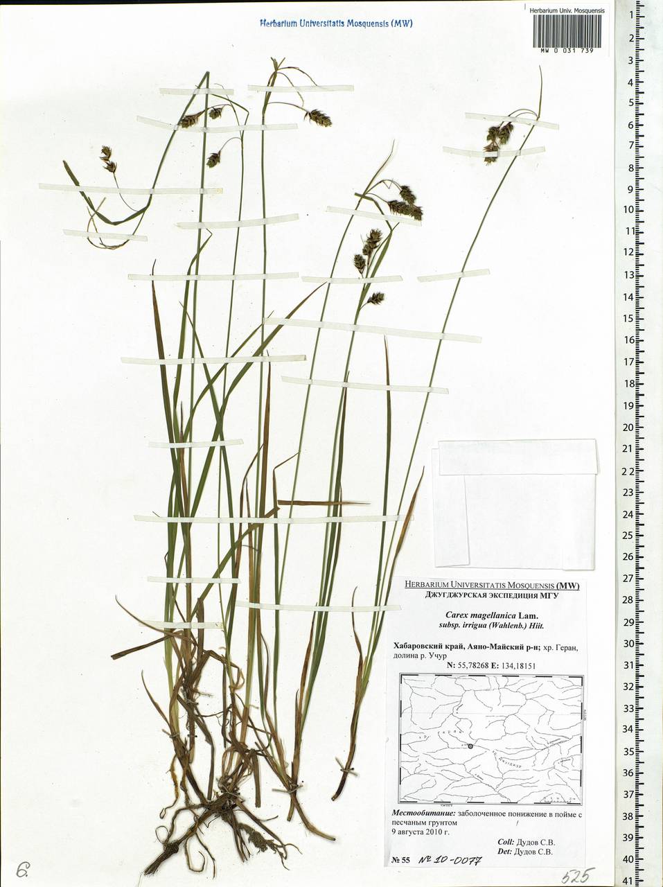 Carex magellanica subsp. irrigua (Wahlenb.) Hiitonen, Siberia, Russian Far East (S6) (Russia)