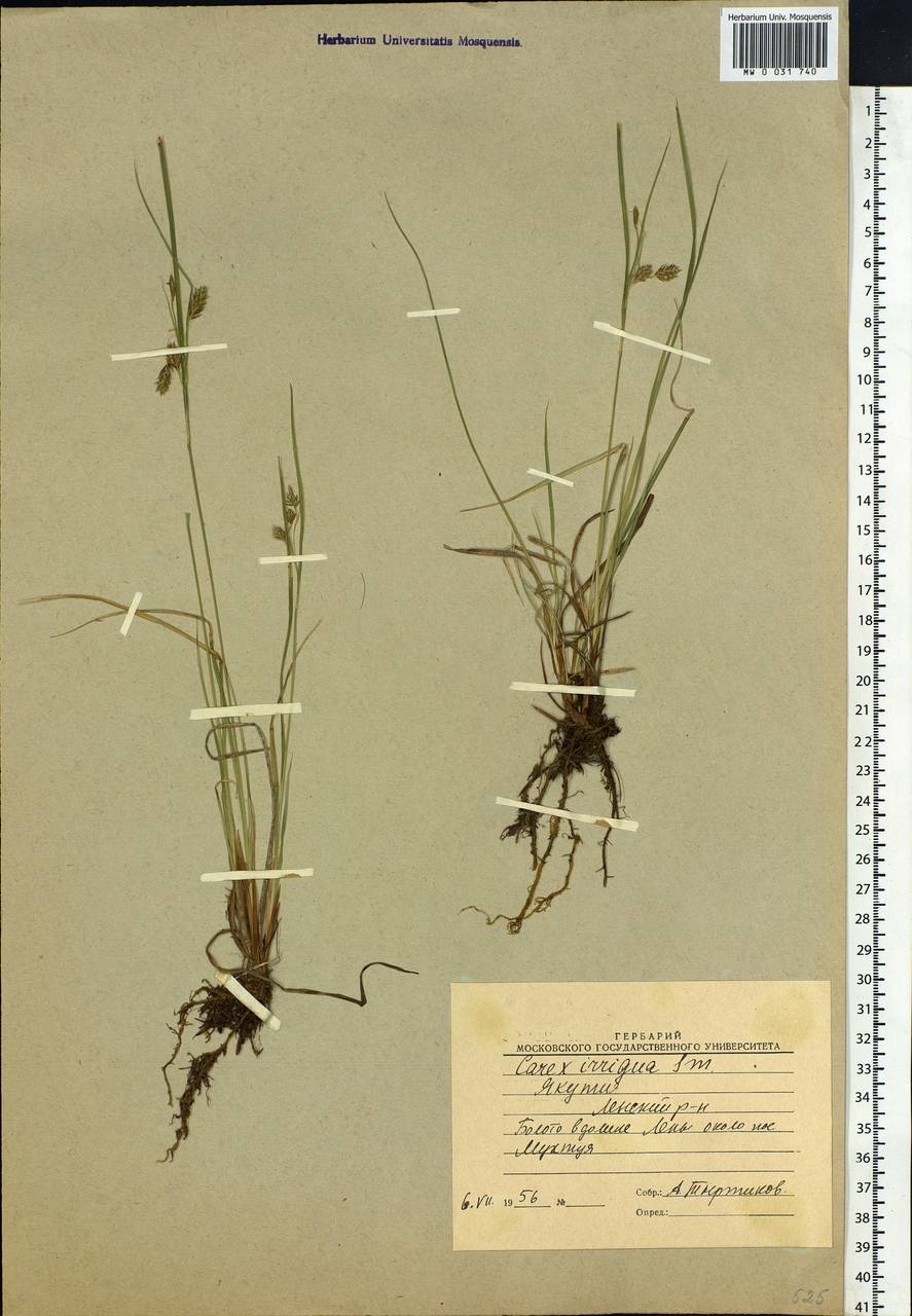Carex magellanica subsp. irrigua (Wahlenb.) Hiitonen, Siberia, Yakutia (S5) (Russia)