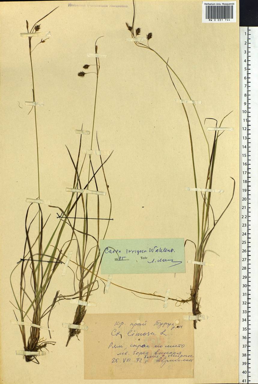 Carex magellanica subsp. irrigua (Wahlenb.) Hiitonen, Siberia, Central Siberia (S3) (Russia)
