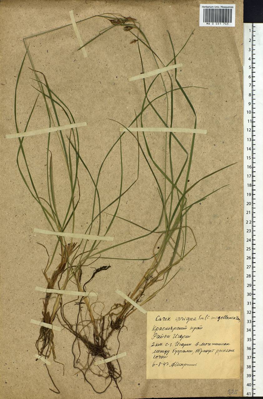 Carex magellanica subsp. irrigua (Wahlenb.) Hiitonen, Siberia, Central Siberia (S3) (Russia)