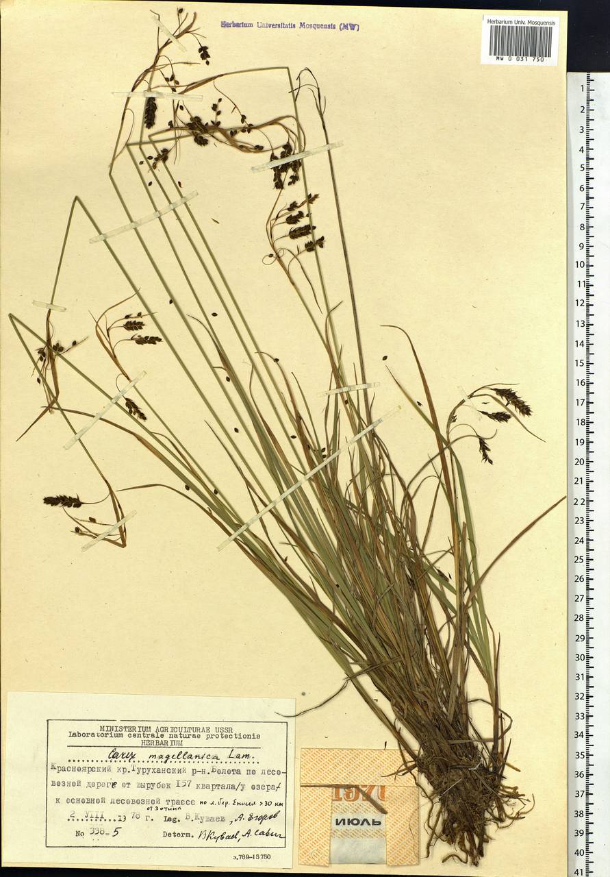 Carex magellanica subsp. irrigua (Wahlenb.) Hiitonen, Siberia, Central Siberia (S3) (Russia)