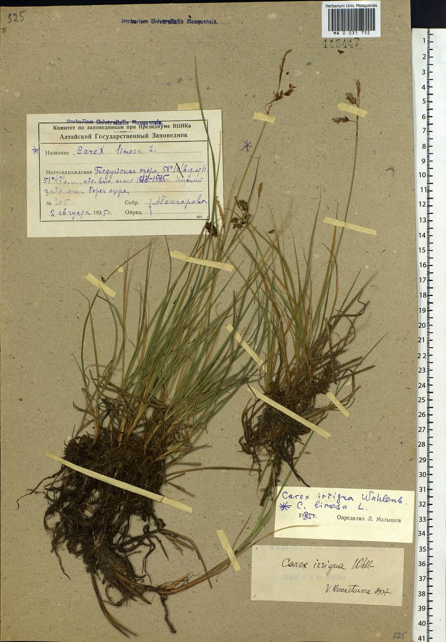 Carex magellanica subsp. irrigua (Wahlenb.) Hiitonen, Siberia, Altai & Sayany Mountains (S2) (Russia)