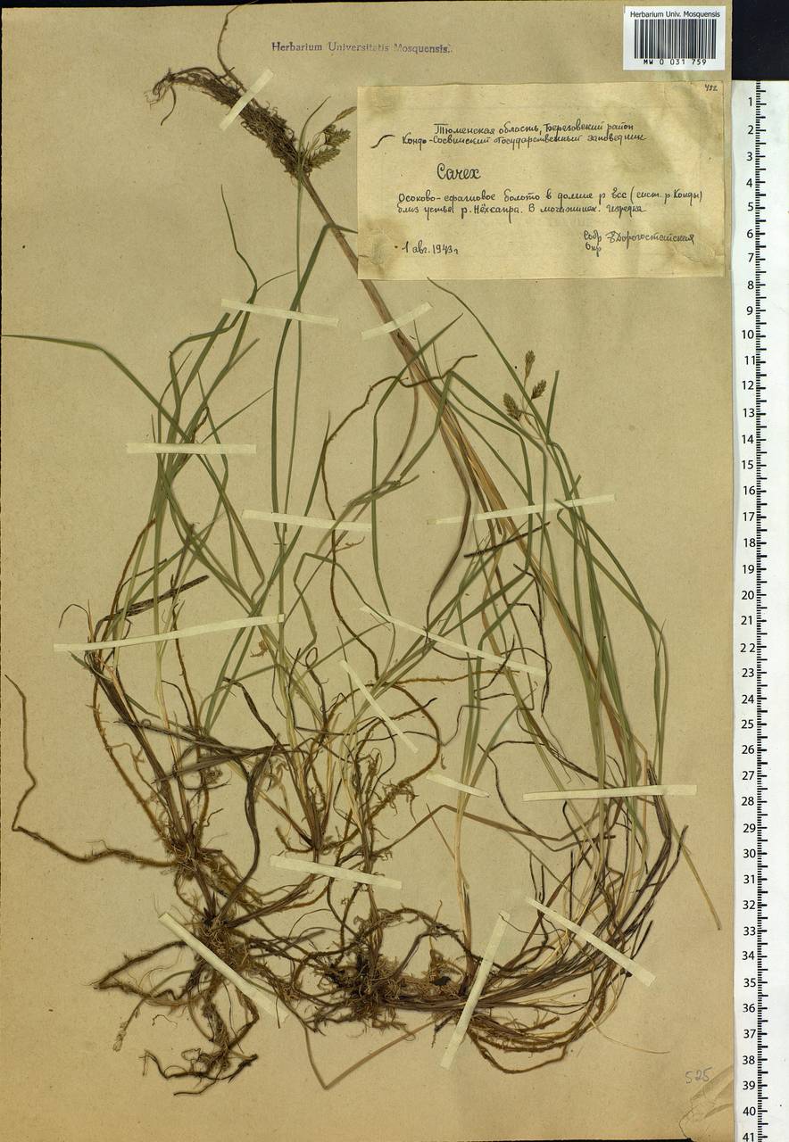 Carex magellanica subsp. irrigua (Wahlenb.) Hiitonen, Siberia, Western Siberia (S1) (Russia)
