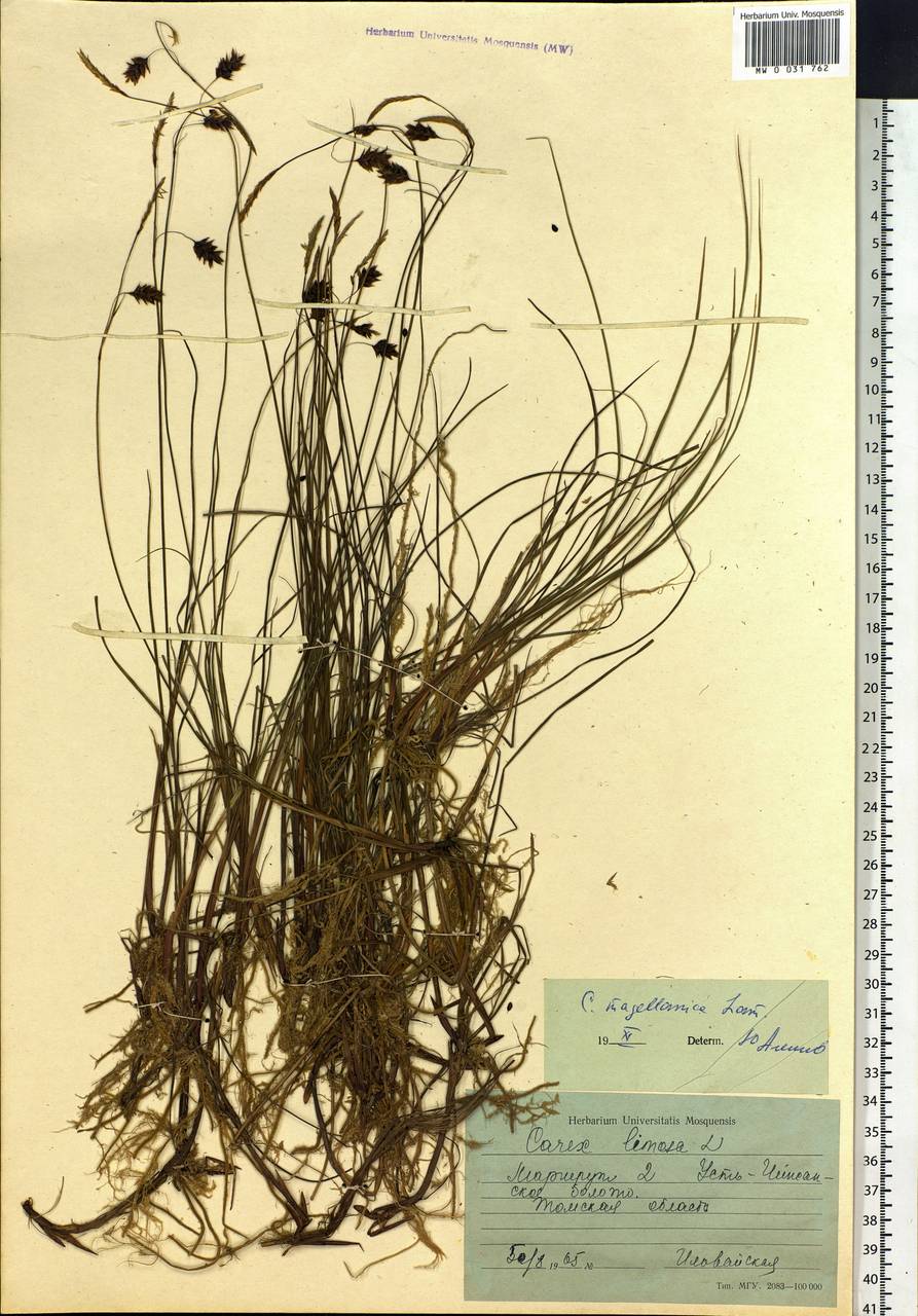 Carex magellanica subsp. irrigua (Wahlenb.) Hiitonen, Siberia, Western Siberia (S1) (Russia)